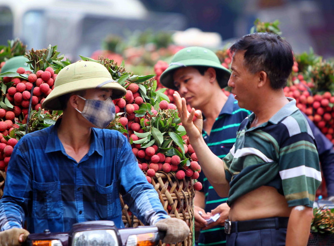 Bắc Giang: Các đơn hàng ổn định, không có vải thiều "dội chợ" ảnh 1