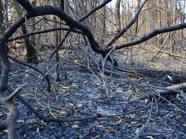 Dập tắt đám cháy lớn tại Khu rừng văn hóa lịch sử núi Bà Đen ảnh 1