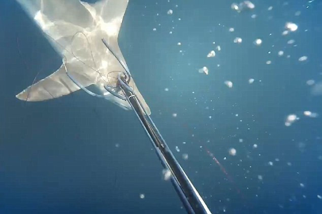 [Video] Thợ lặn dũng cảm quyết chiến với con cá mập hung dữ ảnh 1