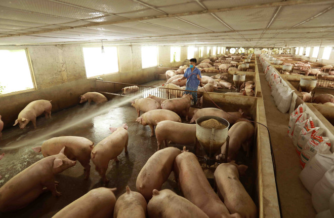 Giá lợn hơi đang tăng từng ngày, phổ biến từ 35.000-45.000 đồng mỗi kg ảnh 1