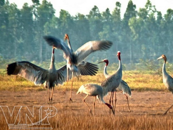 Nhiều loài động thực vật quý hiếm ở Tràm Chim bị đe dọa ảnh 1