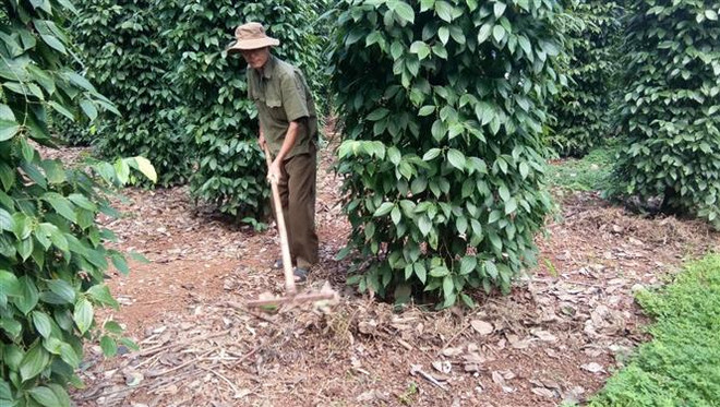 Bà Rịa-Vũng Tàu: Nông dân trồng tiêu kém vui dù được mùa ảnh 1