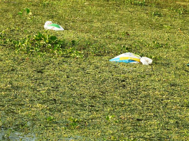 Tây Ninh: Ngang nhiên thả từng bao rác xuống lòng kênh ảnh 1