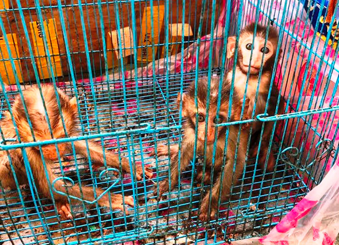 Liên tiếp giải cứu thành công nhiều cá thể động vật hoang dã ảnh 1