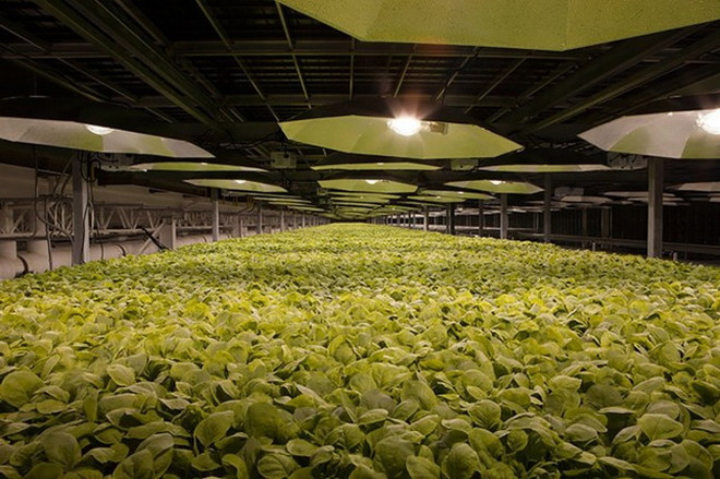 Công ty Anh thử nghiệm vắcxin chống virus SARS-CoV-2 từ cây thuốc lá ảnh 1