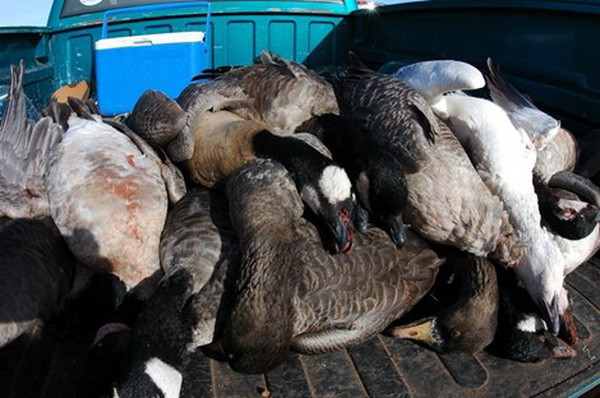 2.000 con ngỗng tuyết chết bí ẩn trên đường bay đi tìm tổ ảnh 1