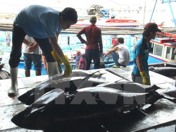 Giá cá ngừ tăng mạnh trong chuyến đi biển đầu tiên của năm 2017 ảnh 1