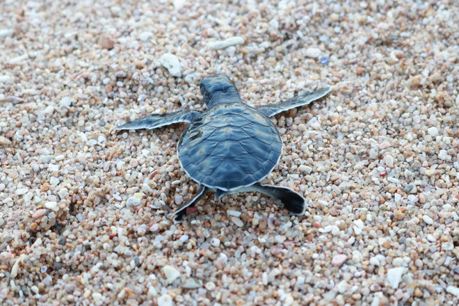 ttxvn_rua bien 2.jpg