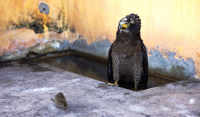 Tây Ninh: Cứu hộ một cá thể diều hoa Miến Điện quý hiếm ảnh 1