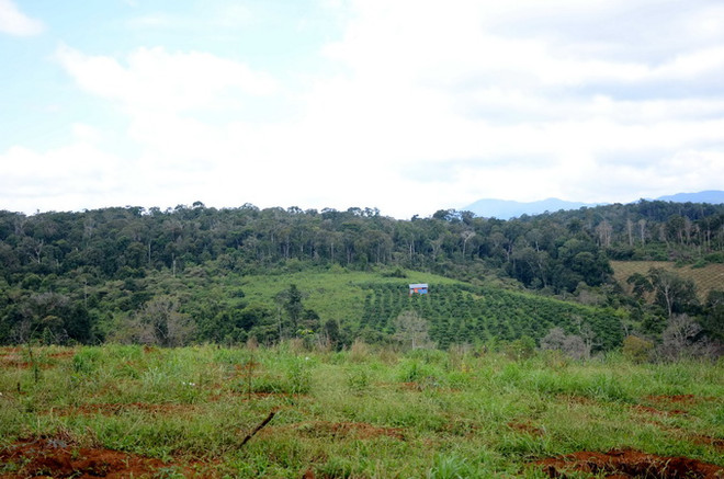 Đắk Nông: Thanh tra toàn diện vụ mất 53ha rừng tại Quảng Sơn ảnh 2