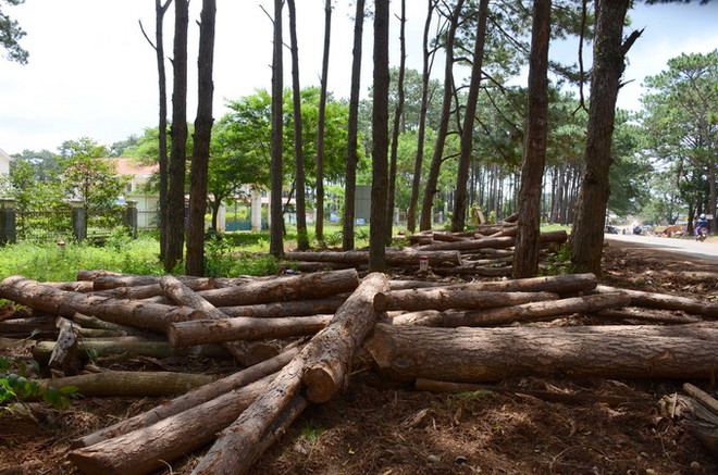 Đắk Nông: Thanh tra toàn diện vụ mất 53ha rừng tại Quảng Sơn ảnh 3