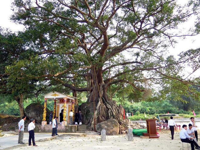 Cây đa Đá Bạc tại Thừa Thiên-Huế được công nhận là cây di sản ảnh 1