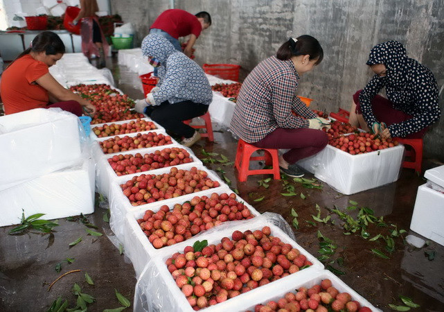 Kim ngạch xuất khẩu tốt nhưng nhiều trái cây Việt vẫn "vô hình" ảnh 2