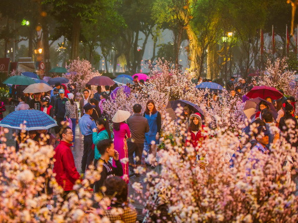 Triển lãm hoa anh đào tại Hà Nội kéo dài thêm một ngày so với dự kiến ảnh 1