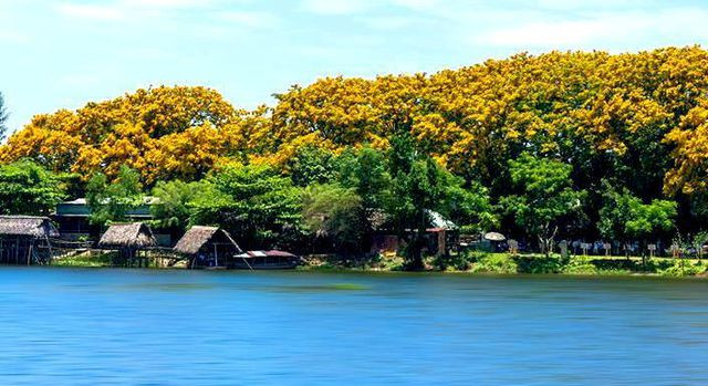 Quảng Nam: Về Tam Kỳ thưởng ngoạn mùa hoa sưa quyến rũ ảnh 1