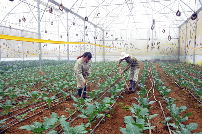 Khẩn trương phòng chống rét cho người, cây trồng, vật nuôi ở vùng cao ảnh 1