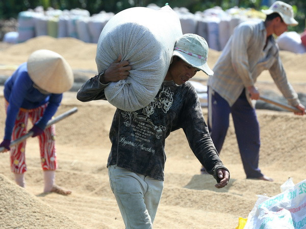 Tạm trữ 1 triệu tấn gạo: Nông dân chưa được hưởng lợi ảnh 1