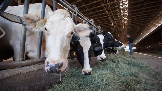 FAO: Giá thực phẩm thế giới tăng mạnh trong tháng 2 ảnh 1