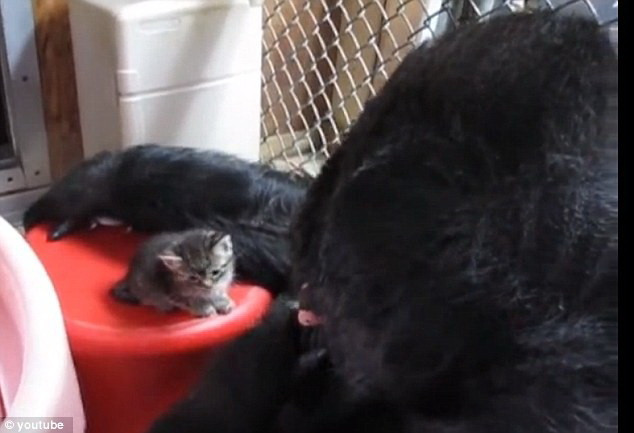 Tình mẫu tử giữa một con khỉ đột và hai chú mèo con ảnh 3