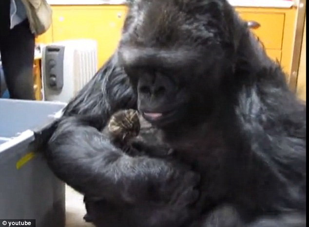 Tình mẫu tử giữa một con khỉ đột và hai chú mèo con ảnh 1