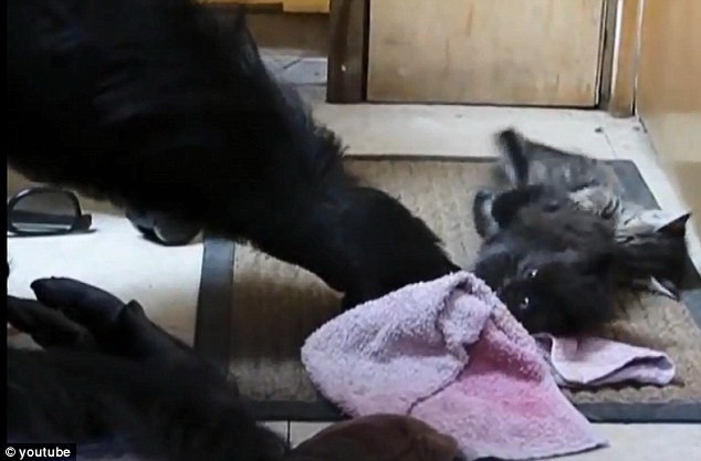 Tình mẫu tử giữa một con khỉ đột và hai chú mèo con ảnh 2