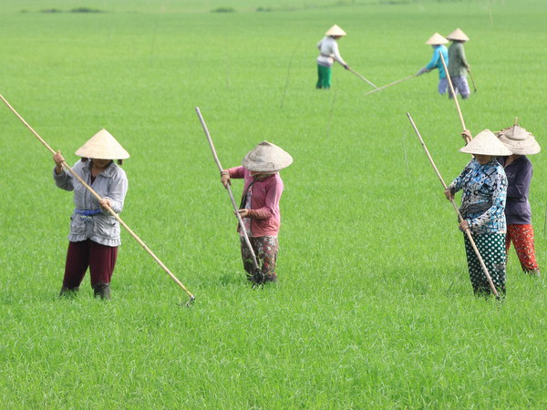 Xuất hiện sâu bệnh gây hại trên lúa Đông Xuân ở ĐBSCL ảnh 1