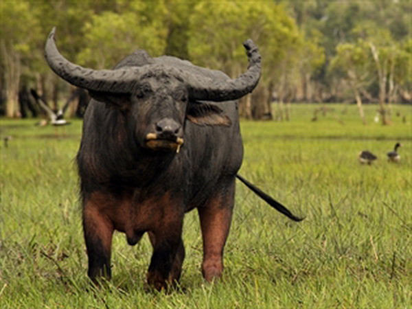 Australia lần đầu tiên xuất khẩu trâu sang Việt Nam ảnh 1