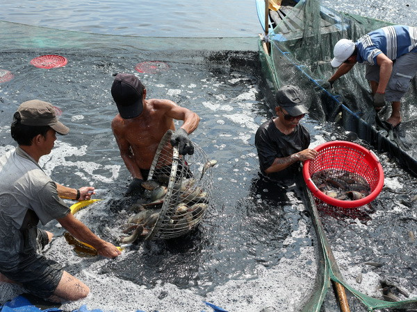 Sản lượng thủy hải sản của Bạc Liêu trong 9 tháng tăng 9% ảnh 1