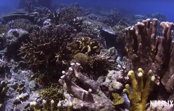 Công chiếu phim ‘Truy tìm rạn san hô’ kêu gọi bảo vệ tài nguyên biển ảnh 1