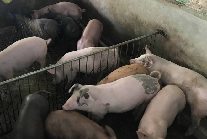 Đắk Nông: Xử phạt hàng trăm triệu đồng với cơ sở nuôi lợn gây ô nhiễm ảnh 1