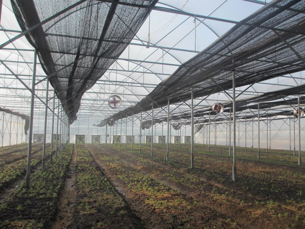 TP.HCM:Kẻ gian đột nhập nhà kính phá hoại rau, cây trồng ảnh 1