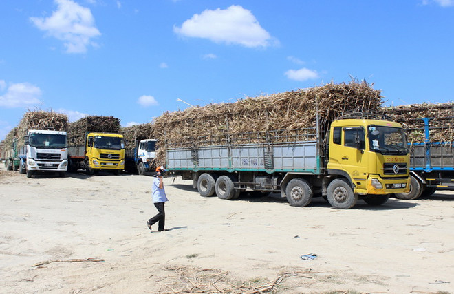 Mía đường Việt Nam nâng cao khả năng cạnh tranh nguyên liệu mía ảnh 1