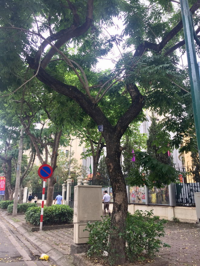 Hà Nội: Di chuyển cây xanh trên phố Trần Hưng Đạo để thi công Ga S12 ảnh 2