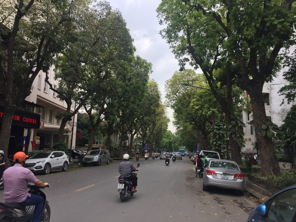 Hà Nội: Di chuyển cây xanh trên phố Trần Hưng Đạo để thi công Ga S12 ảnh 1