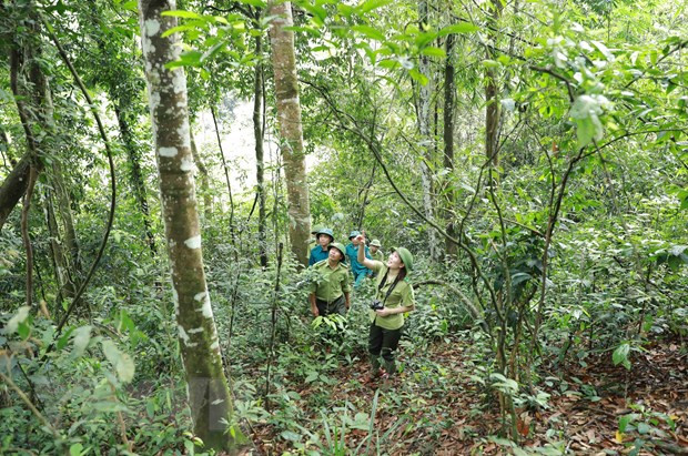 Việt Nam đẩy nhanh quá trình cải thiện rừng, sử dụng đất bền vững ảnh 2