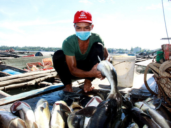 Cá bớp nuôi lồng chết không rõ nguyên nhân tại Quảng Ngãi ảnh 1