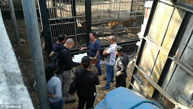 Nhân viên rạp xiếc gặp tai nạn khủng khiếp khi cho hổ ăn ảnh 1