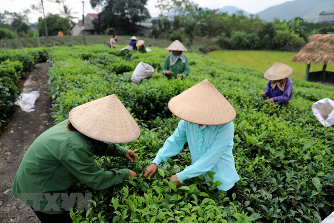 Thái Nguyên: Hấp dẫn du lịch cộng đồng gắn với văn hóa chè ảnh 2