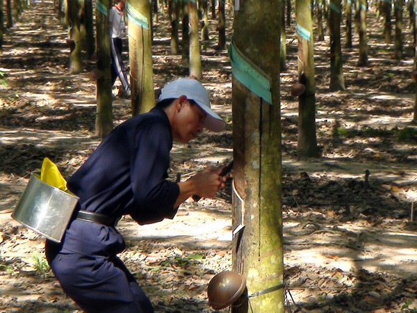 VRG bắt đầu khai thác cao su tại Campuchia vào 2014 ảnh 1