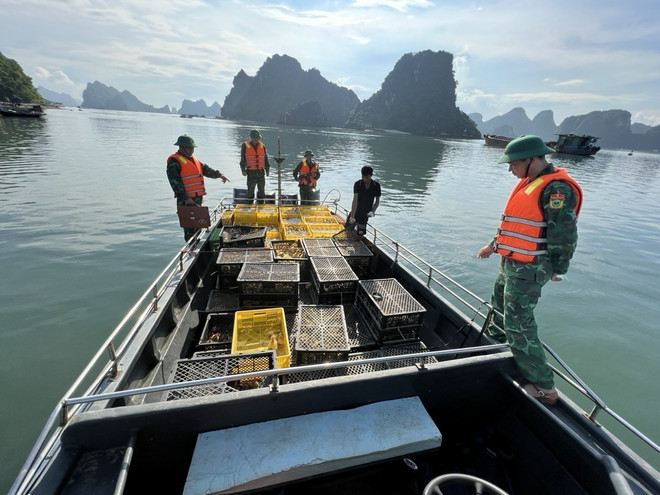 Quảng Ninh: Bắt giữ và tiêu hủy lượng lớn gà, vịt giống và trứng lậu ảnh 2