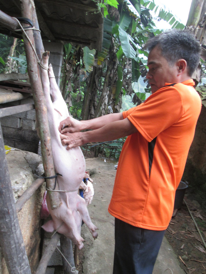 Độc đáo nghề “tước đoạt bảo bối” trâu bò, lợn con ở Cao Bằng ảnh 2