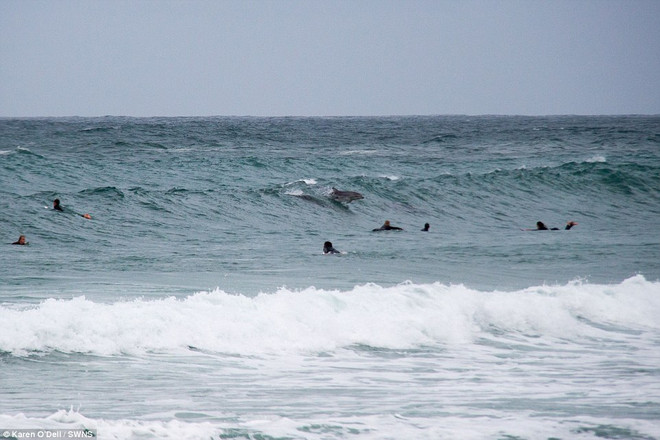 Ngộ nghĩnh đàn cá heo đùa giỡn với du khách trên con sóng khổng lồ ảnh 6