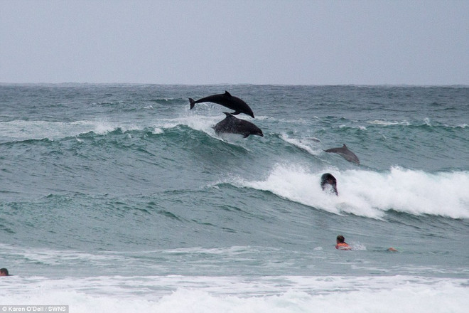 Ngộ nghĩnh đàn cá heo đùa giỡn với du khách trên con sóng khổng lồ ảnh 4