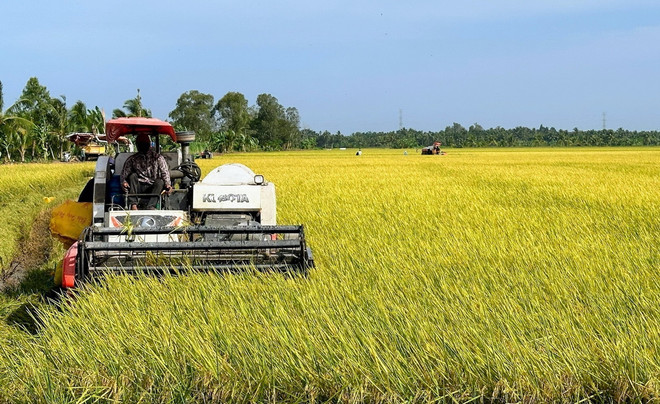 ttxvn_bac lieu lua dong xuan.jpg