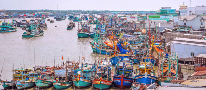 (Ảnh: Huỳnh Anh/TTXVN) ttxvn_go_the_vang_iuu_2903-3.jpg