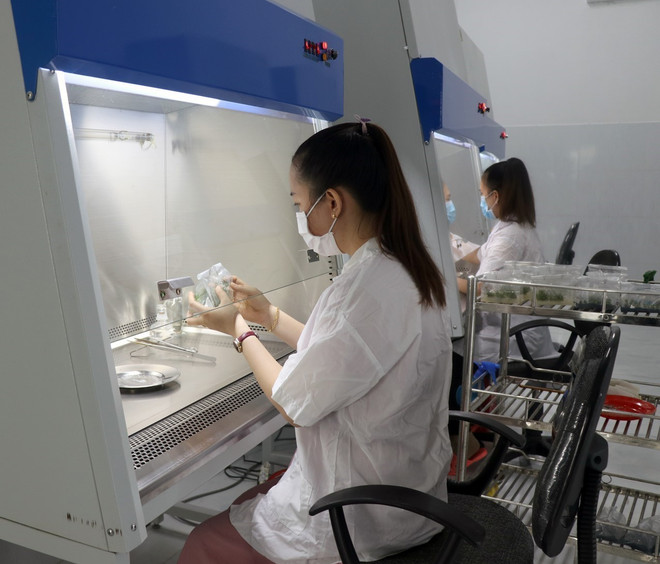 Cán bộ kỹ thuật của trung tâm nghiên cứu khoa học Khu nông nghiệp ứng dụng công nghệ cao Phú Yên thực hiện quy trình cấy mô giống cây. (Ảnh: Xuân Triệu/TTXVN) TTXVN_2802khoahoc2.jpg