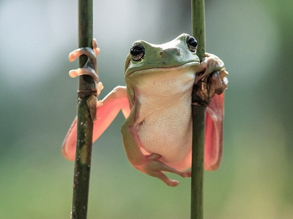 Costa Rica phát hiện loài ếch được cho là đã tuyệt chủng ảnh 1