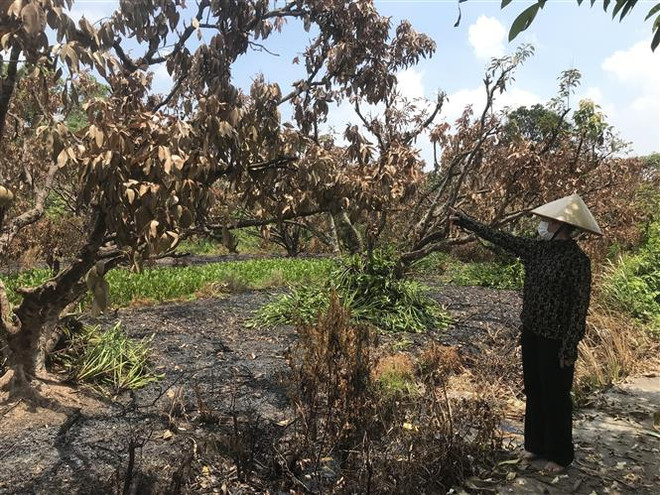 Hải Dương: Hai vườn vải lâu năm ở huyện Thanh Hà bị lửa thiêu rụi ảnh 1