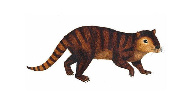 Hải ly tiền sử từng làm bá chủ thế giới sau thời kỷ khủng long ảnh 1