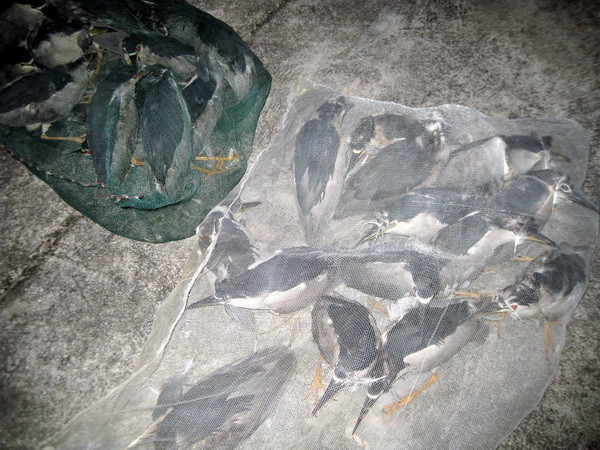 Bắt giữ vụ vận chuyển trái phép hơn 450kg vạc và cú vọ mặt trắng ảnh 1